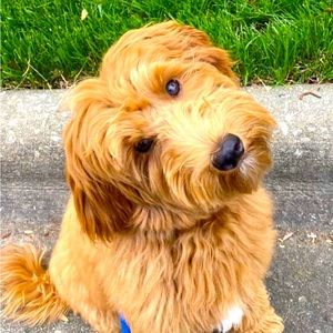 Meet your Posher, Bailes